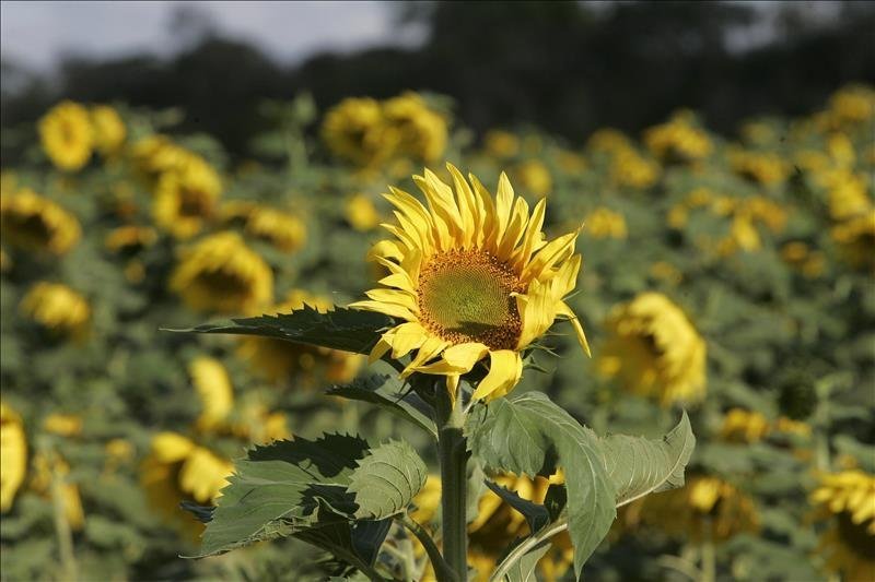 Genetically modified crops spark controversy in Bolivia