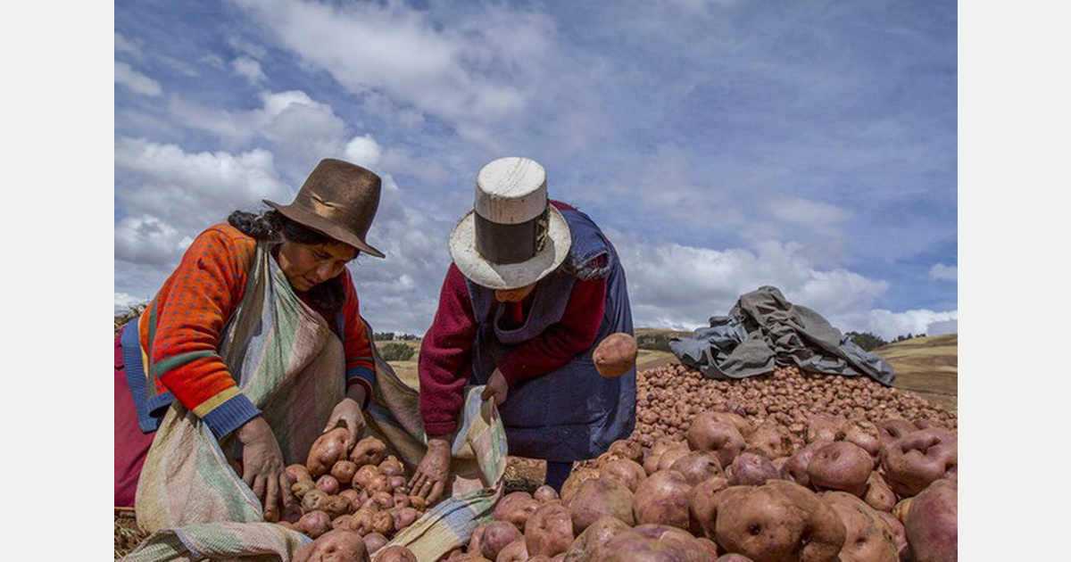 Bolivia ceases imports to prioritize its national potato and onion production